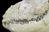 Fossil Oreodont (Merycoidodon) Skull - Wyoming #134356-6
